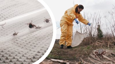 Весняний пік активності кліщів: як у природних зонах Рівного виявляють паразитів