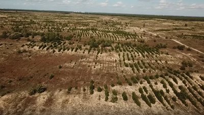 П'ять років без фінансування: як виживають лісгоспи Херсонщини П'ять років без фінансування: як виживають лісгоспи Херсонщини