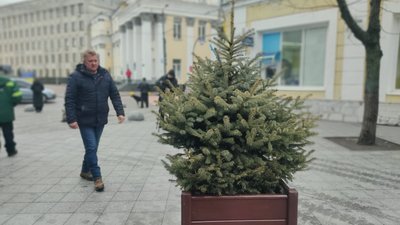 У Житомирі на Михайлівській встановили ялинки у діжках У Житомирі на Михайлівській встановили ялинки у діжках