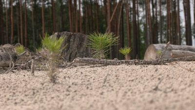 Експеримент із залісненням: на півночі Рівненщині відновлюють ліси після старателів Експеримент із залісненням: на півночі Рівненщині відновлюють ліси після старателів