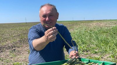 спаржа вирощування спаржа вирощування