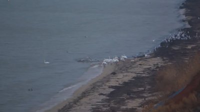 Лебеді і морози. Як пернатих рятують від холоду у Запорізькій області Лебеді і морози. Як пернатих рятують від холоду у Запорізькій області