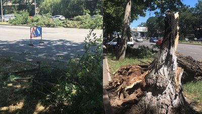 В Одесі дерево впало на контактну мережу тролейбусів: рух зупинили