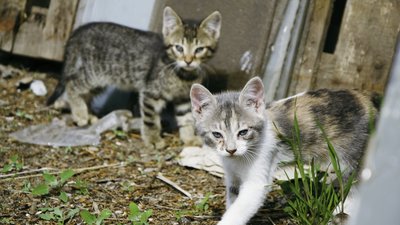 Ракетний удар РФ пошкодив монастир Московського патріархату в Одесі. ФОТО Ракетний удар РФ пошкодив монастир Московського патріархату в Одесі. ФОТО