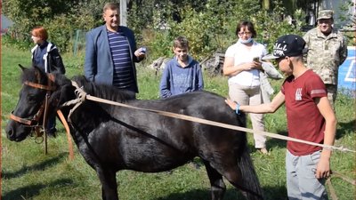 Луцькі прикордонники подарували дітям поні для занять з іпотерапії Луцькі прикордонники подарували дітям поні для занять з іпотерапії