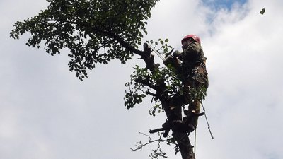 У Хмельницькому зрізатимуть дерева. Буде ускладнено рух транспорту