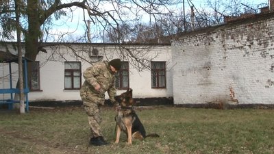 Люблять обійматися та шукають вибухівку: на Черкащині служать пси-переселенці