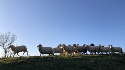 "Лабораторія українського вівчарства". На Івано-Франківщині вивели нові породи овець "Лабораторія українського вівчарства". На Івано-Франківщині вивели нові породи овець