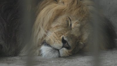 На Запоріжжі трьох левів та шістьох ведмедів віддають у добрі руки