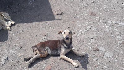 У бобринецькому притулку немає чим годувати бездомних тварин