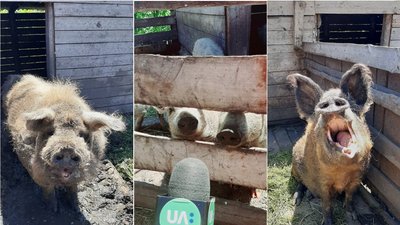 Вухаті пухнастики. На Луганщині переселенець вирощує кучерявих свиней Вухаті пухнастики. На Луганщині переселенець вирощує кучерявих свиней