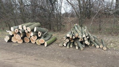 На Запоріжжі поліція виявила незаконну вирубку лісу. Спиляли близько 60 дерев