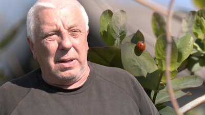 Дачі у Луцьку, дачний сезон, дачний масив у Луцьку