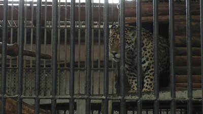 У Миколаївському зоопарку розпочалось будівництво комплексу літніх вольєрів У Миколаївському зоопарку розпочалось будівництво комплексу літніх вольєрів