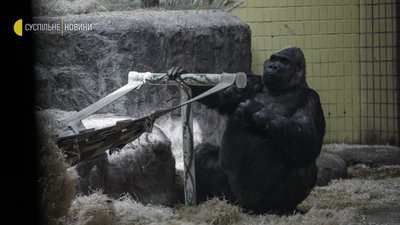 “Які в нас зараз ім’я в голові? Байрактар” — Як живе київський зоопарк в умовах війни “Які в нас зараз ім’я в голові? Байрактар” — Як живе київський зоопарк в умовах війни
