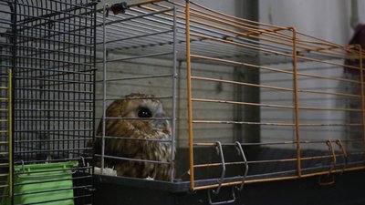 В Одесі у вуличних фотографів вилучили двох сов В Одесі у вуличних фотографів вилучили двох сов