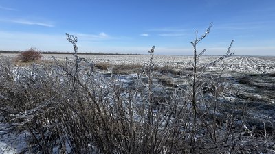 лід на чагарниках, погода зима