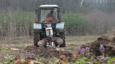 На Черкащині висівають жолуді На Черкащині висівають жолуді