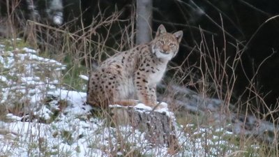 Добре, що я не браконьєр. Автор фото рисей розповів про своє хобі Добре, що я не браконьєр. Автор фото рисей розповів про своє хобі