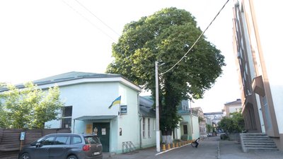 Екскурсія віковими деревами Екскурсія віковими деревами