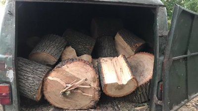 Зрубані дерева. Деревина Зрубані дерева. Деревина