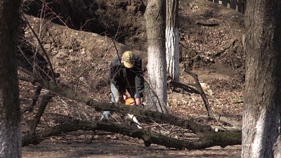 Вирубати не можна залишити: на Черкащині знищують дерева Вирубати не можна залишити: на Черкащині знищують дерева