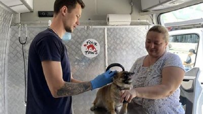 собаки