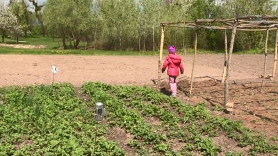 "Теплична терапія": родина на Черкащині вирощує розсаду "Теплична терапія": родина на Черкащині вирощує розсаду