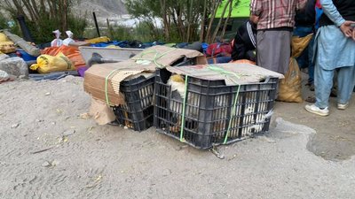 Кури є частиною раціону альпіністів Кури є частиною раціону альпіністів