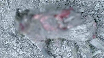 Клишоногі атакують. На Прикарпатті ведмеді вбивають худобу і нищать господарства Клишоногі атакують. На Прикарпатті ведмеді вбивають худобу і нищать господарства