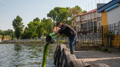 Тернопільський став очищають біологічним способом