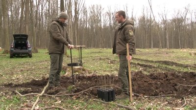 Озеленення території: черкаські лісівники висадили 8 тисяч саджанців дуба Озеленення території: черкаські лісівники висадили 8 тисяч саджанців дуба