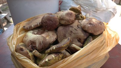 Сезон грибів на Вінниччині: які продають та скільки коштують Сезон грибів на Вінниччині: які продають та скільки коштують