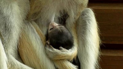 У Луцькому зоопарку народилося мавпеня У Луцькому зоопарку народилося мавпеня
