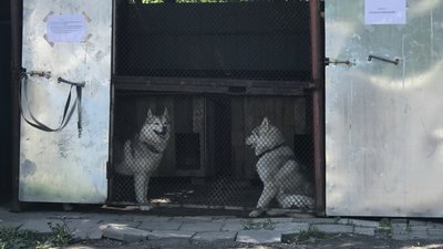 У Полтаві у пункті перетримки волонтери майстрували будки та вигулювали безпритульних тварин