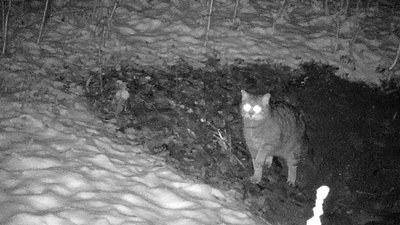 Фотопастки на Тернопільщині зафіксували червонокнижного лісового кота Фотопастки на Тернопільщині зафіксували червонокнижного лісового кота