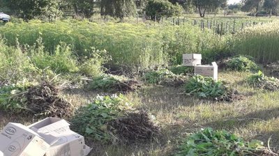 Понад 2 тисячі кушів маку та коноплі вилучили правоохоронці з городів волинян Понад 2 тисячі кушів маку та коноплі вилучили правоохоронці з городів волинян