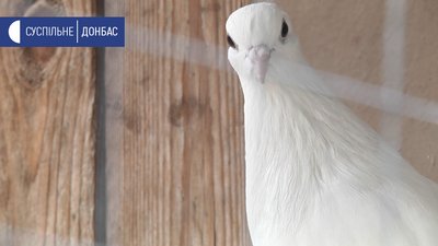 У Слов’янську пенсіонер облаштував мінізоопарк