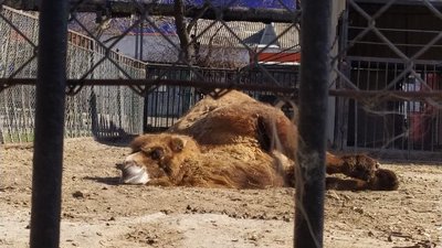 "Залишити все це ми не можемо": як працює Миколаївський зоопарк під час війни "Залишити все це ми не можемо": як працює Миколаївський зоопарк під час війни