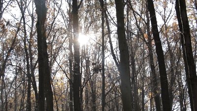 Сонце світить крізь дерева
