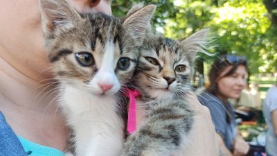 У Вінниці вдевʼяте організували "ХвістФест" У Вінниці вдевʼяте організували "ХвістФест"