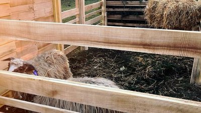 Шопка у Зборові Шопка у Зборові