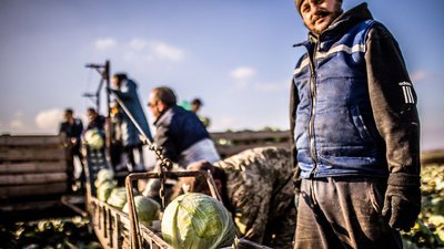 Фермери Дніпропетровщини завершують збір овочів &quot;борщового набору&quot;: скільки чого запасли