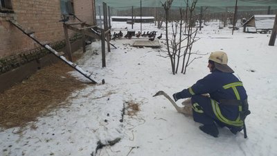 Непроханий гість: на Вінниччині лебідь шукав прихисток на приватному подвірʼї