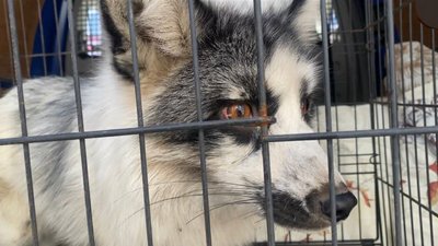 У запорізькому притулку для тварин живе лис на прізвисько Хом'як
