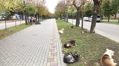 До травмпункту Бердичівської міської лікарні звернулися понад 200 місцевих жителів, яких покусали собаки До травмпункту Бердичівської міської лікарні звернулися понад 200 місцевих жителів, яких покусали собаки