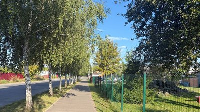 Березова алея у Хмельницькому, 3 вересня 2026 року. Суспільне Хмельницький
