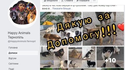 Тернополянка започаткувала у Facebook соціальну ініціативу "Happy Animals Тернопіль" Тернополянка започаткувала у Facebook соціальну ініціативу "Happy Animals Тернопіль"