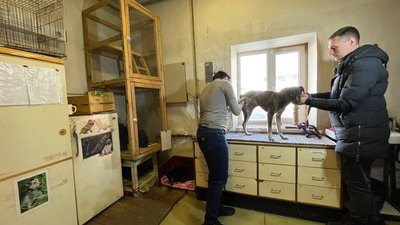 На пункті перетримки безпритульних тварин у Полтаві працює ветфельдшер: які його обов’язки На пункті перетримки безпритульних тварин у Полтаві працює ветфельдшер: які його обов’язки