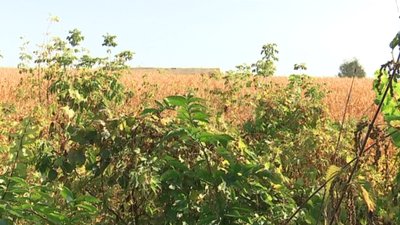 "Є схема". На Сумщині селяни скаржаться на захоплення їхніх паїв